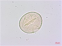 臺灣八角金盤藏品圖，第2張