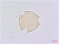 臺灣八角金盤藏品圖，第4張