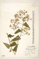 蔓黃菀藏品圖，第1張