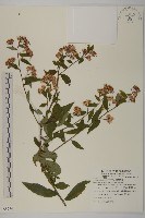 臺灣馬蘭藏品圖，第1張