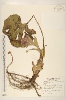 臺灣款冬藏品圖，第1張