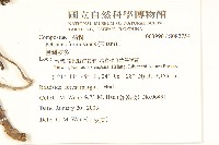 臺灣款冬藏品圖，第2張