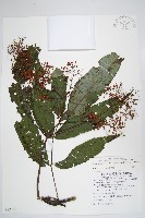 冇骨消藏品圖，第1張