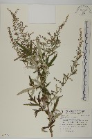 中南蒿藏品圖，第1張