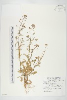 薺藏品圖，第1張