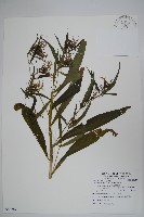 大本山梗菜藏品圖，第1張