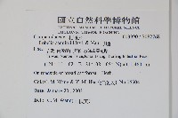 大本山梗菜藏品圖，第2張