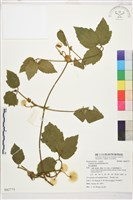 銹毛鐵線蓮藏品圖，第1張