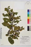 桶鉤藤藏品圖，第1張