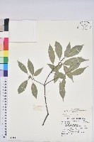 錐果櫟藏品圖，第1張