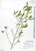 車桑子藏品圖，第1張