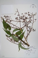 裡白蔥木藏品圖，第1張