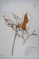 大屯尖葉槭, 川上氏槭藏品圖，第1張