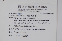 大屯尖葉槭, 川上氏槭藏品圖，第2張