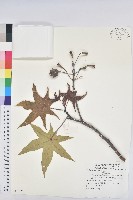 蓖麻藏品圖，第1張