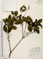 臺灣赤楠藏品圖，第1張