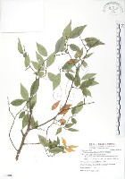 櫸、雞油藏品圖，第1張