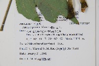 裡白蔥木藏品圖，第2張