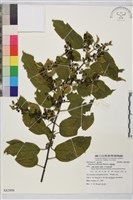 桶鉤藤藏品圖，第1張