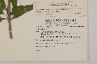 假澤蘭藏品圖，第2張