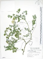 臺灣黃菫藏品圖，第1張