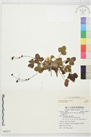 登錄號:S082818藏品圖，第1張