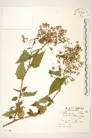 蔓黃菀藏品圖，第1張