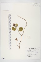 銳葉牽牛藏品圖，第1張