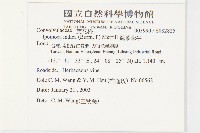 銳葉牽牛藏品圖，第2張