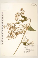 蔓黃菀藏品圖，第1張