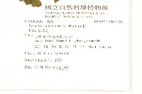 蔓黃菀藏品圖，第2張