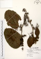 糙莖菝契、疣枝菝契藏品圖，第1張