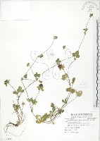 蛇莓、地莓、龍吐珠藏品圖，第1張