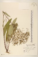 刀傷草藏品圖，第1張