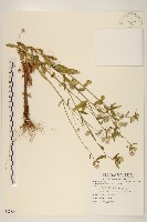 白頂飛蓬藏品圖，第1張