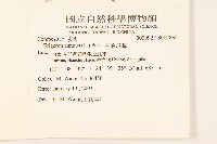 白頂飛蓬藏品圖，第2張