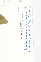 王瓜藏品圖，第2張