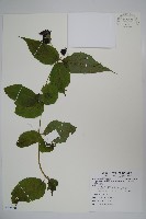 臺灣土黨參藏品圖，第1張