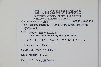 臺灣土黨參藏品圖，第2張