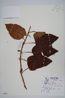 糙葉獼猴桃藏品圖，第1張