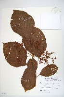 登錄號:S082871藏品圖，第1張