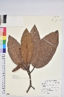 登錄號:S082874藏品圖，第1張