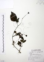 長梗盤花麻藏品圖，第1張