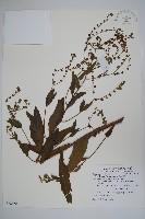 高山倒提壺藏品圖，第1張