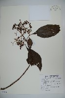 登錄號:S082886藏品圖，第1張