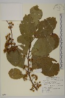 硬毛南蛇藤藏品圖，第1張