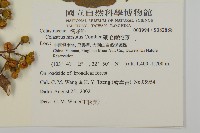 硬毛南蛇藤藏品圖，第2張