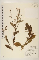 圓舌粘冠草藏品圖，第1張