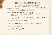 圓舌粘冠草藏品圖，第2張