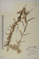 登錄號:S082906藏品圖，第1張